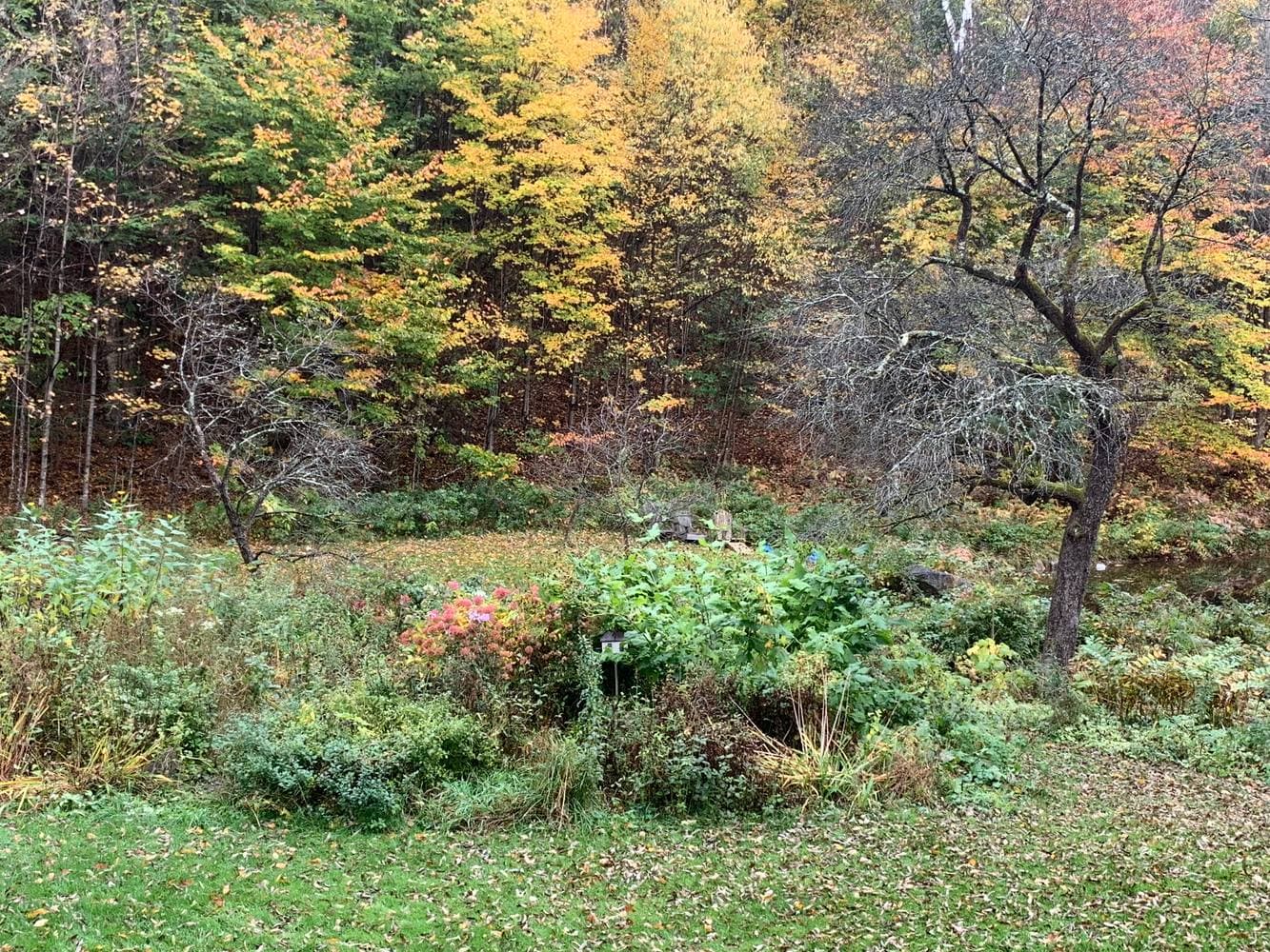 The pond edge going gold and orange in early fall