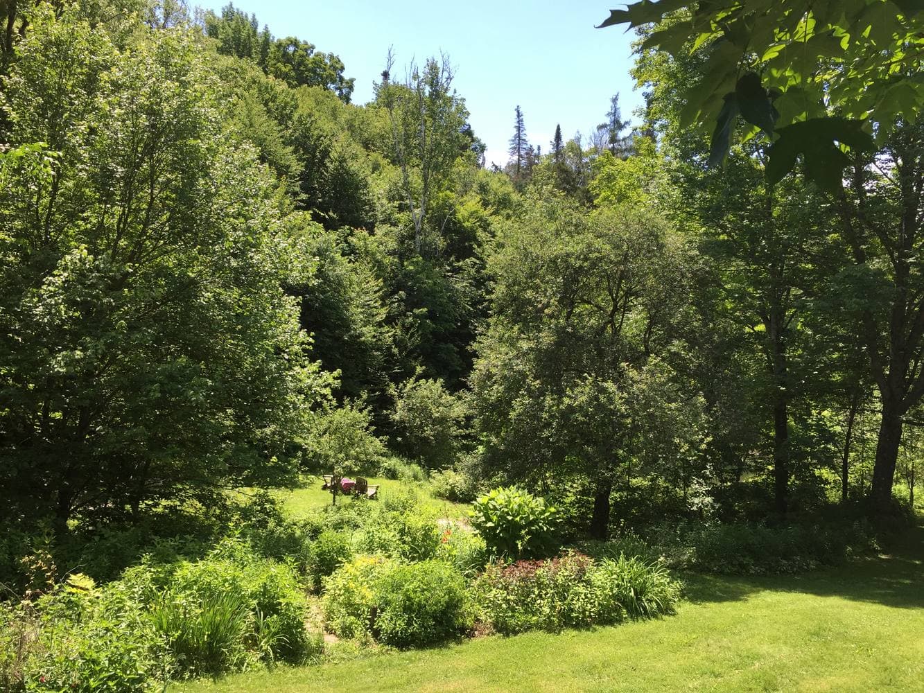 The green hollow in high summer, garden beds running down toward a bench under the hillside
