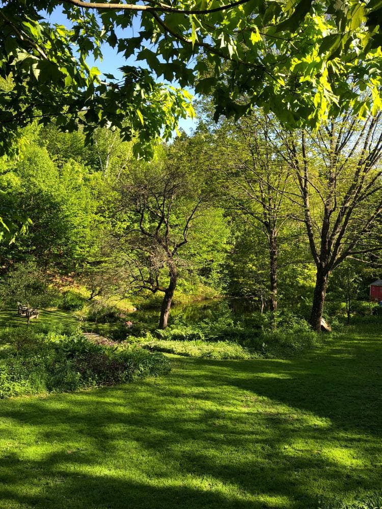 Long evening light striping the lawn under the maples in early June
