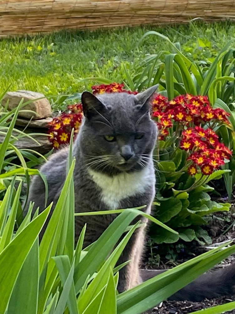 The gray cat sitting watch among primroses and iris leaves
