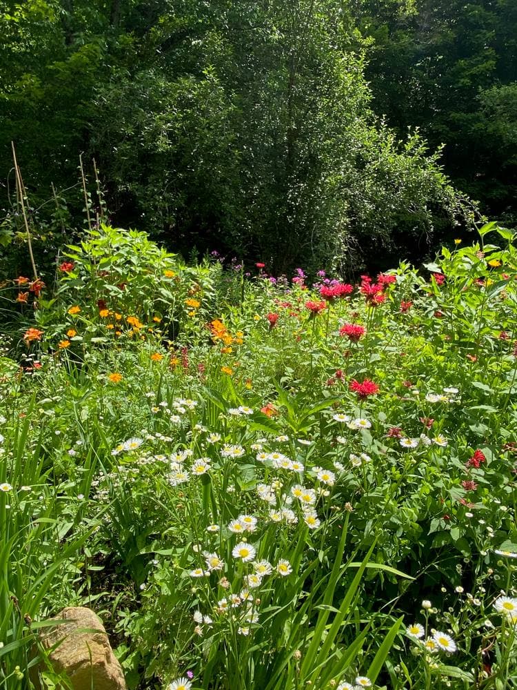 A bed crowded with daisies, bee balm, and orange blooms in full June sun