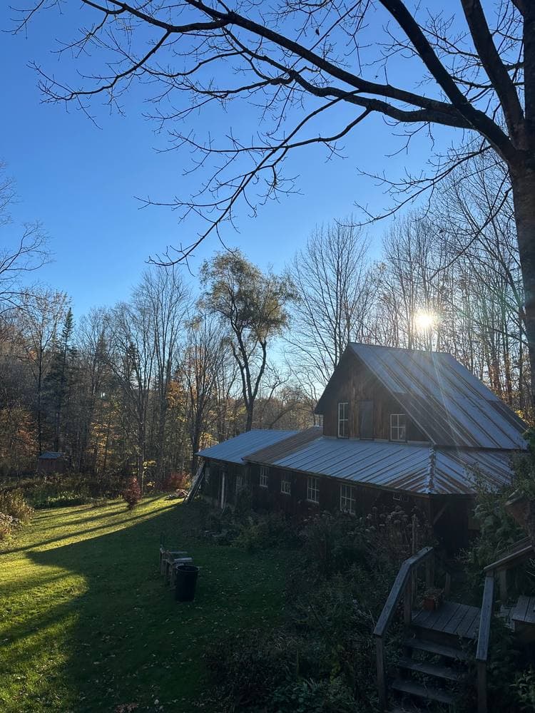 The shop with its metal roof catching low sun through bare November branches