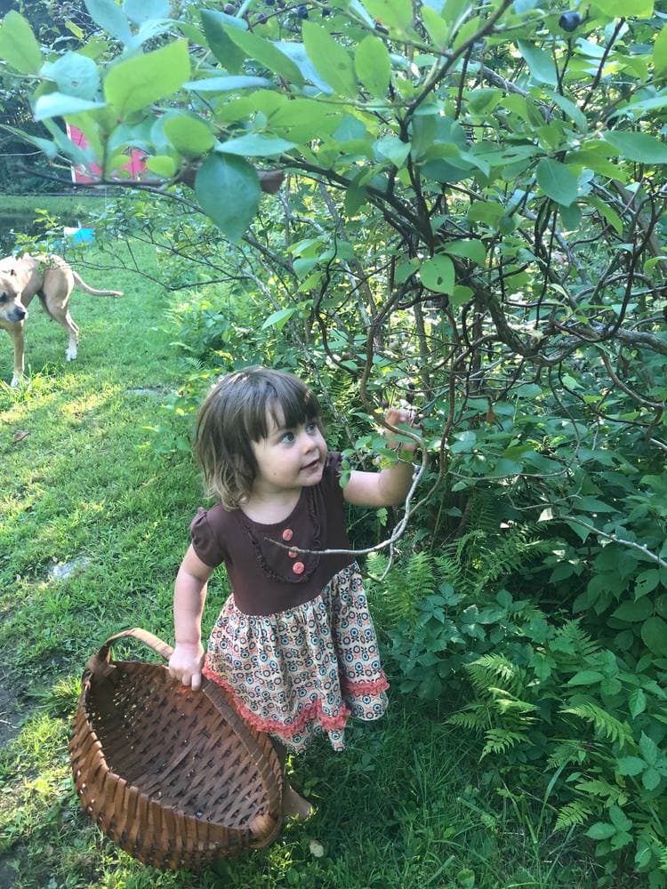 A little girl with a big basket picking blueberries, the dog supervising behind her