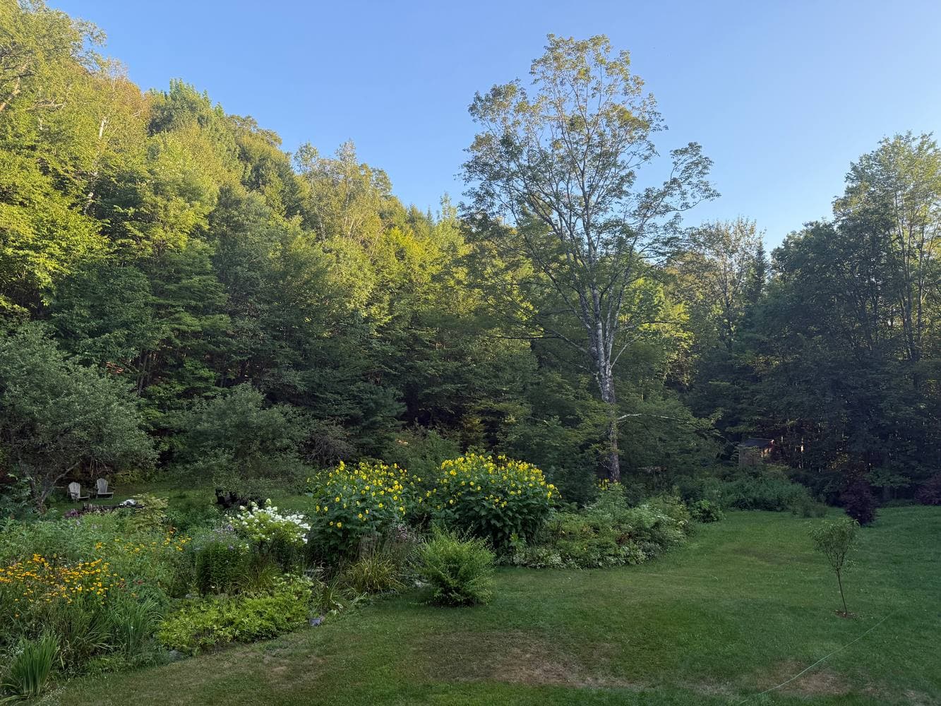 The gardens and lawn in low golden evening light in August