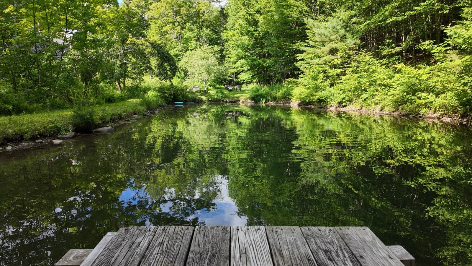 Looking out from the weathered dock boards across the green pond, the far bank mirrored in the still water