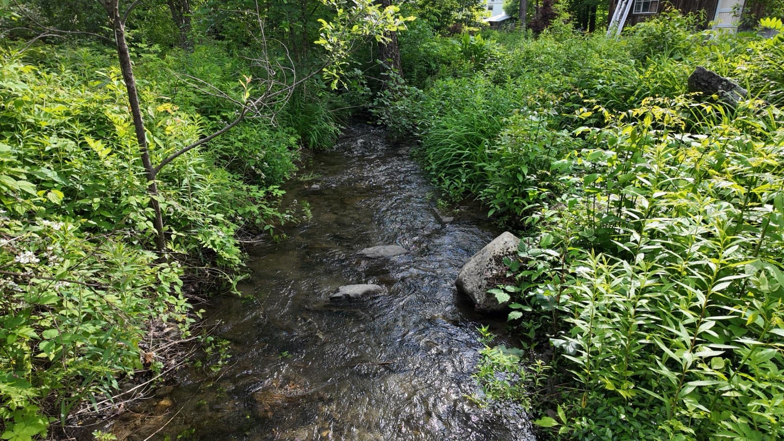 The brook running clear over stones beside the house, thick green summer banks on both sides