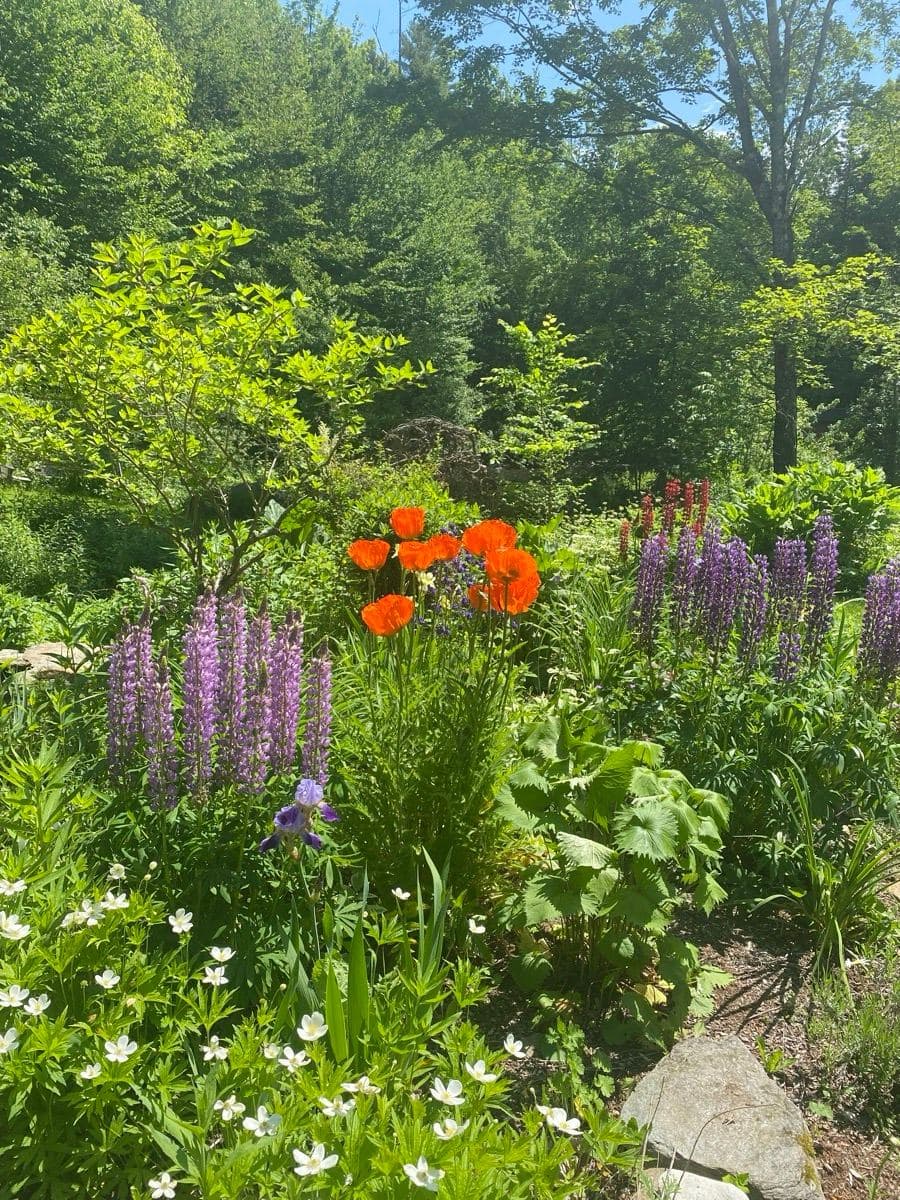 Purple lupines and orange poppies blooming thickly in the gardens